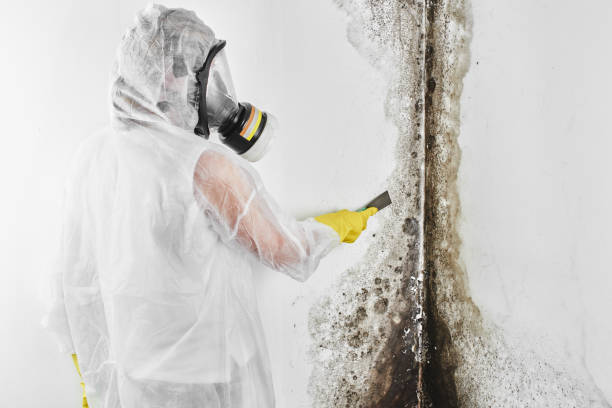 Best Crawl Space Mold Remediation in Bonney Lake, WA