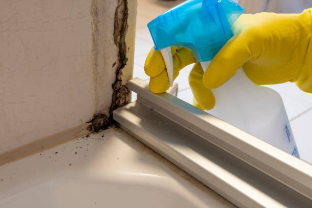 Best Emergency Mold Remediation in Bonney Lake, WA