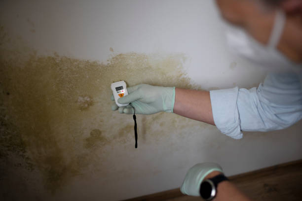 Best Basement Mold Remediation in Bonney Lake, WA