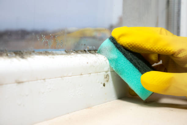 Best Commercial Mold Remediation in Bonney Lake, WA