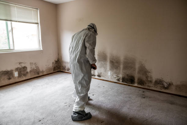 Best Emergency Mold Remediation in Bonney Lake, WA