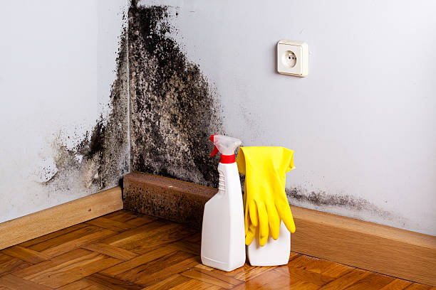 Trusted Bonney Lake, WA Mold Remediation Experts